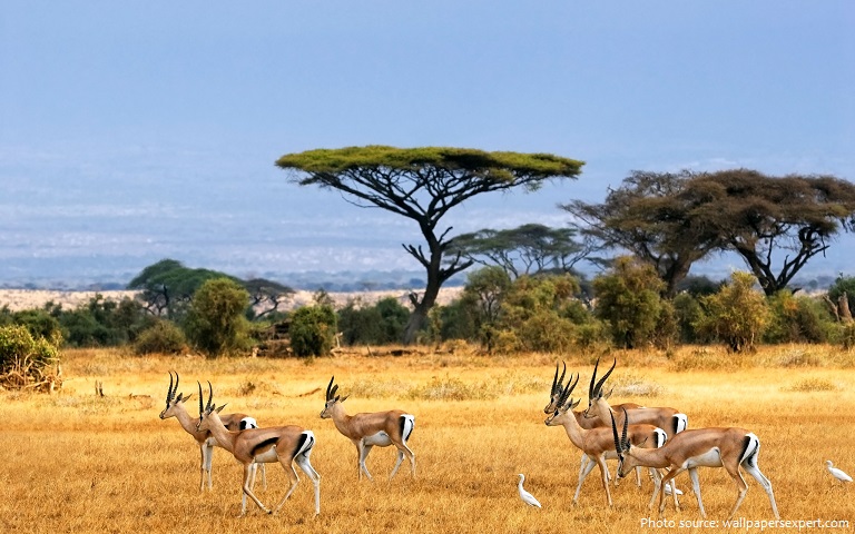 Interesting facts about savannas | Just Fun Facts