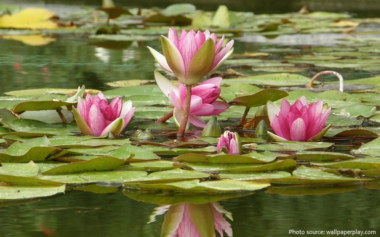 water-lilies-2