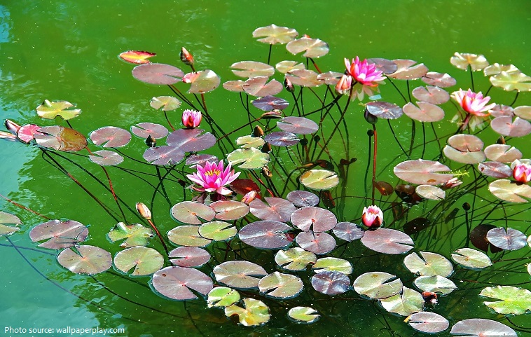 water-lilies-3
