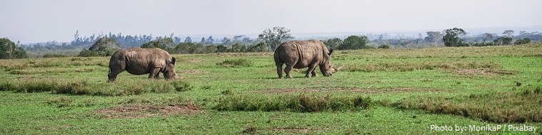 white-rhinoceros-2