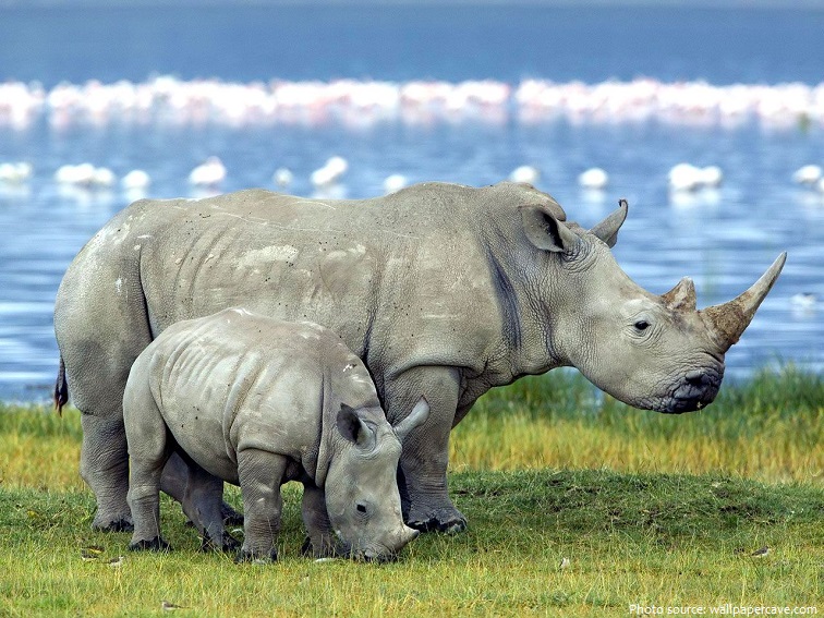 white-rhinoceros-6