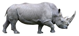 white-rhinoceros-7