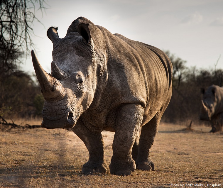 Interesting facts about white rhinoceros | Just Fun Facts