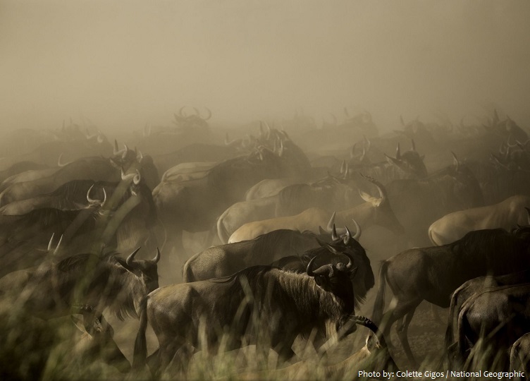 Interesting facts about wildebeest | Just Fun Facts