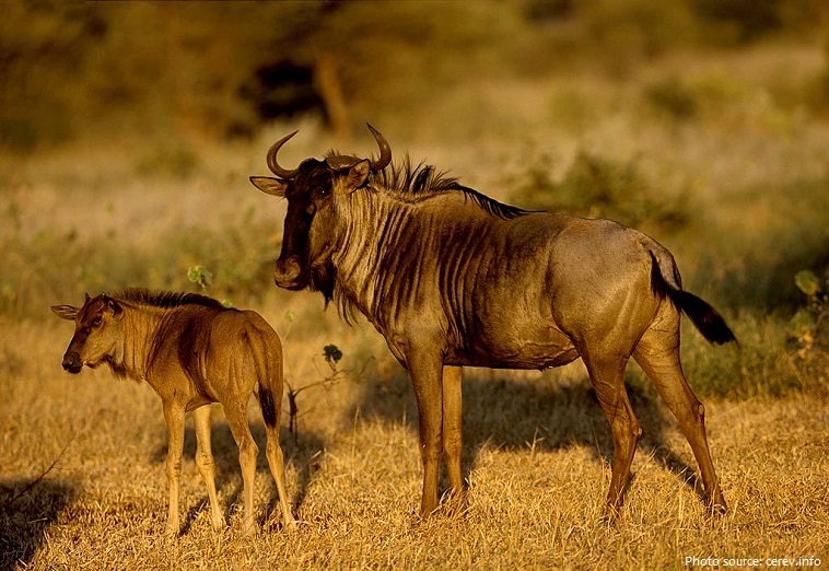 wildebeest and young