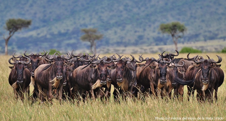 Interesting facts about wildebeest | Just Fun Facts