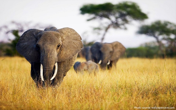 african-bush-elephants-3