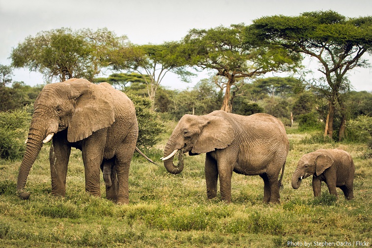 african bush elephants eating
