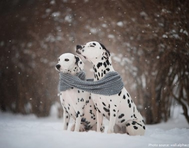 Interesting facts about Dalmatians