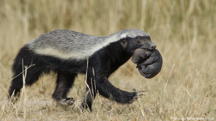 honey badger mother and cub