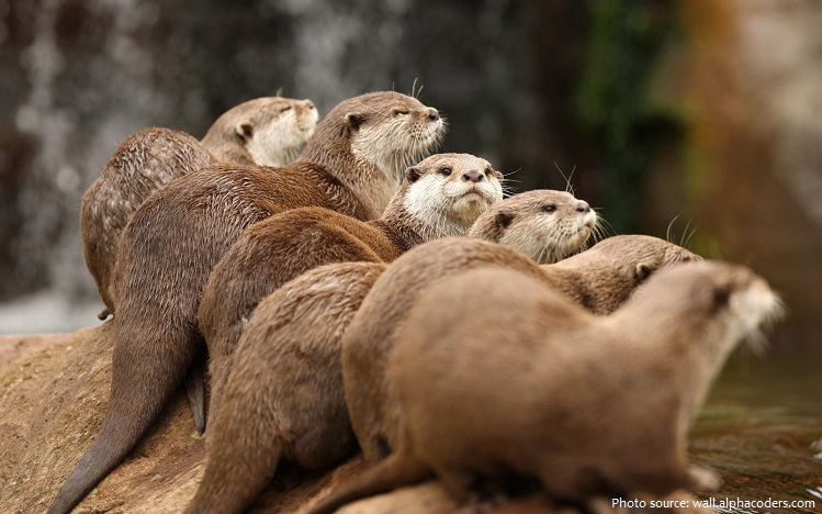 north american river otters