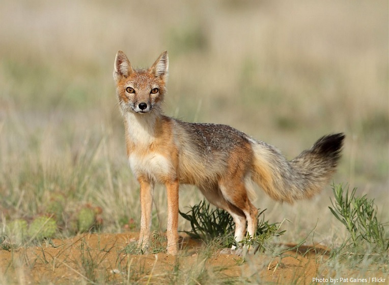 swift-fox-4