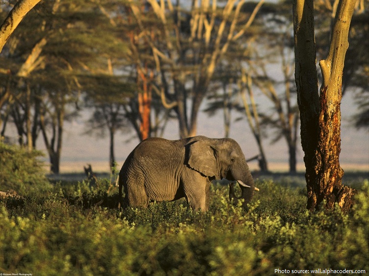african-forest-elephant-2