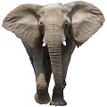 african-forest-elephant-3