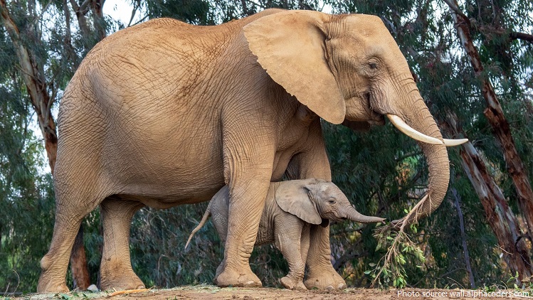 african forest elephant mother and calf