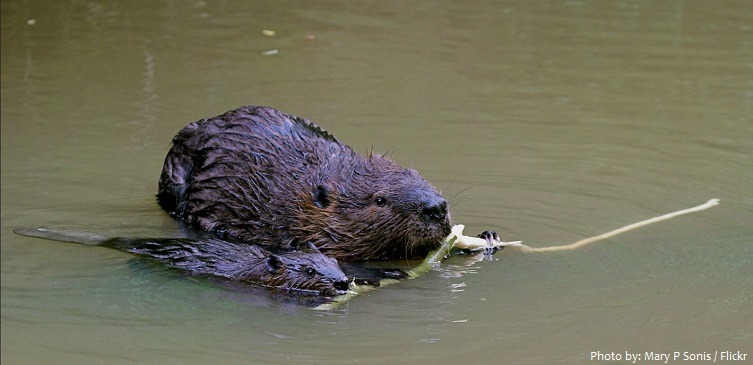 beaver mother and kit