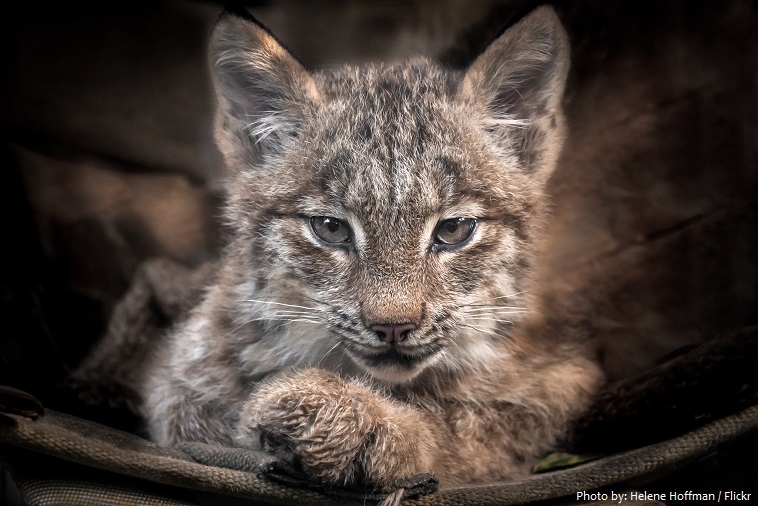 canadian lynx kitten