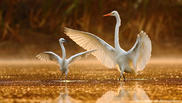great-egrets-3