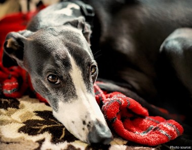 Interesting facts about Greyhounds