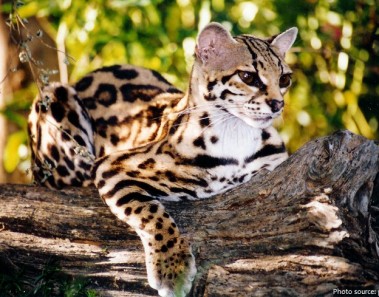 Interesting facts about margays