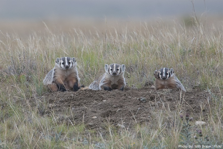 american badger youngs