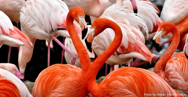 american-flamingos-3