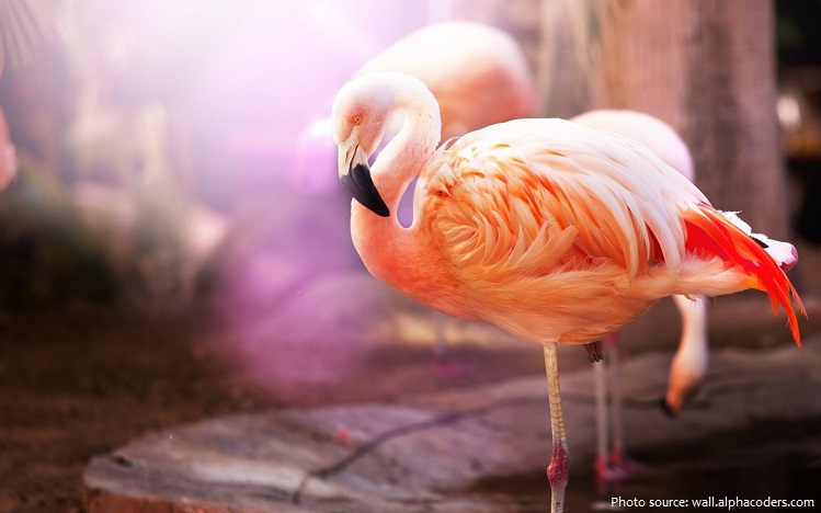 american-flamingos-4
