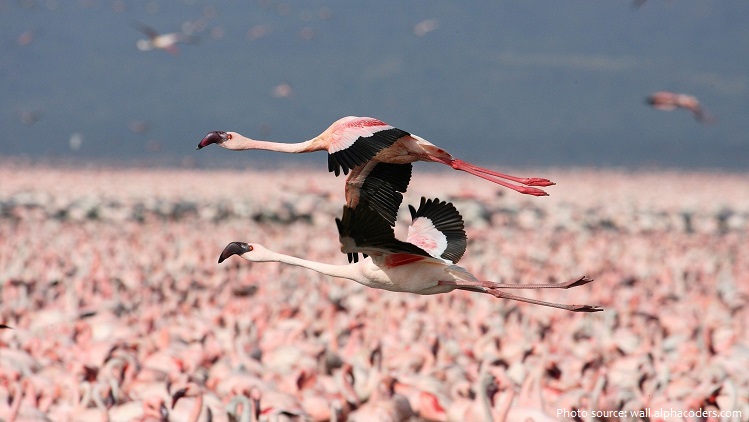 american-flamingos-6