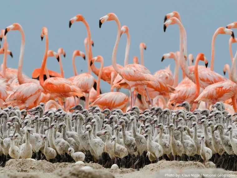 american flamingos chicks