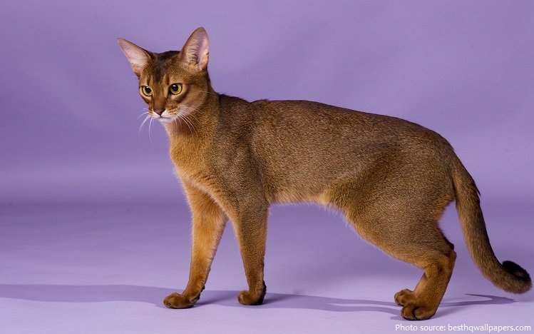 abyssinian-cat-4