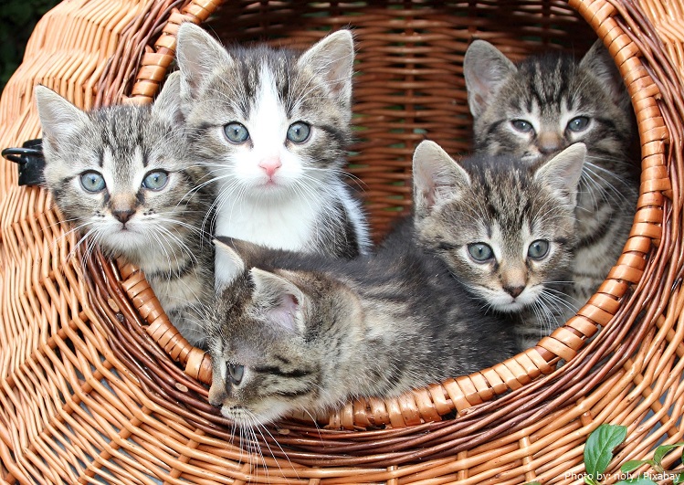 americanshorthair kittens