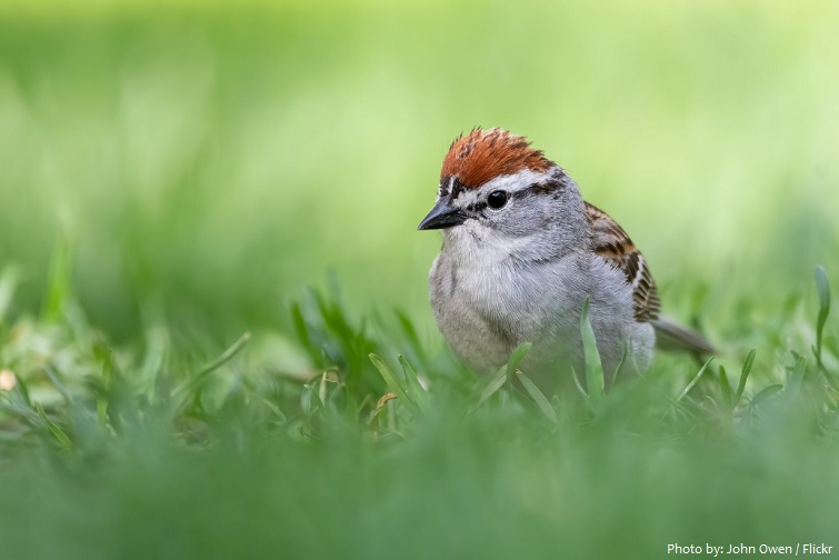 chipping-sparrow-2