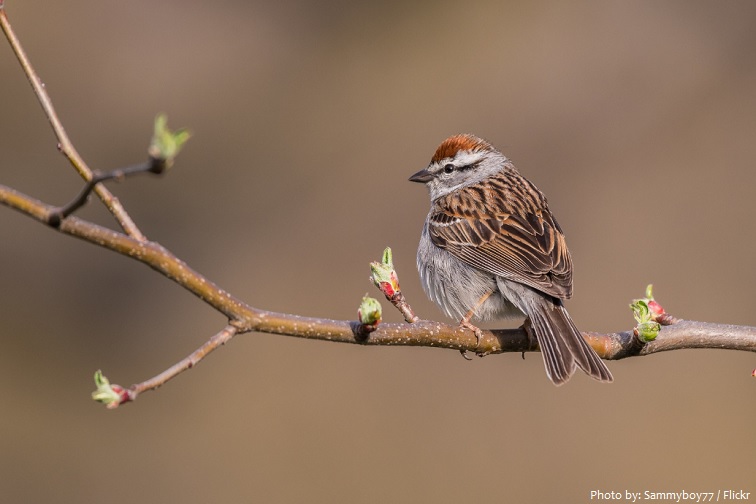 chipping-sparrow-3