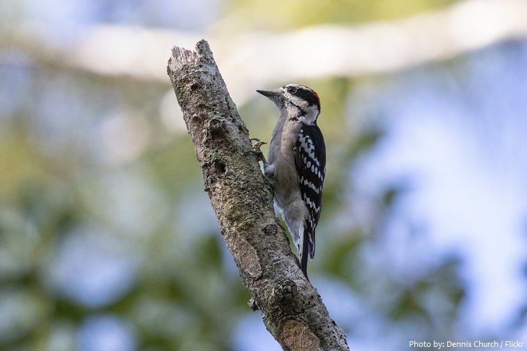 downy-woodpecker-3