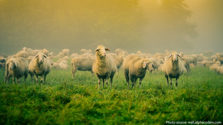grass sheep