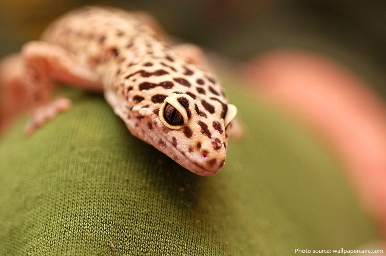 leopard-gecko-2