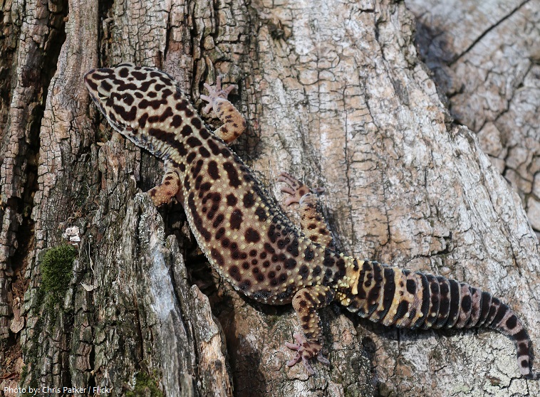leopard-gecko-3