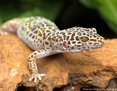 Interesting facts about leopard geckos