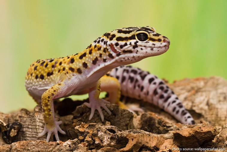 leopard-gecko-4