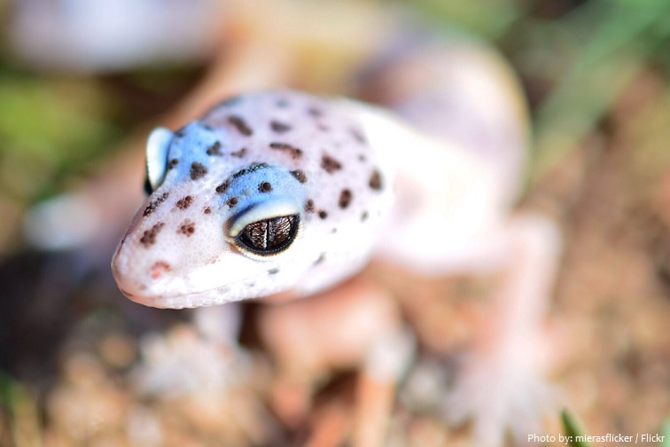 leopard gecko baby