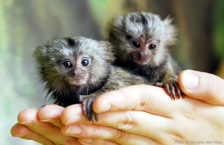 marmoset babies