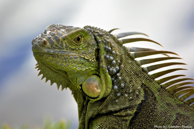 green-iguana-2
