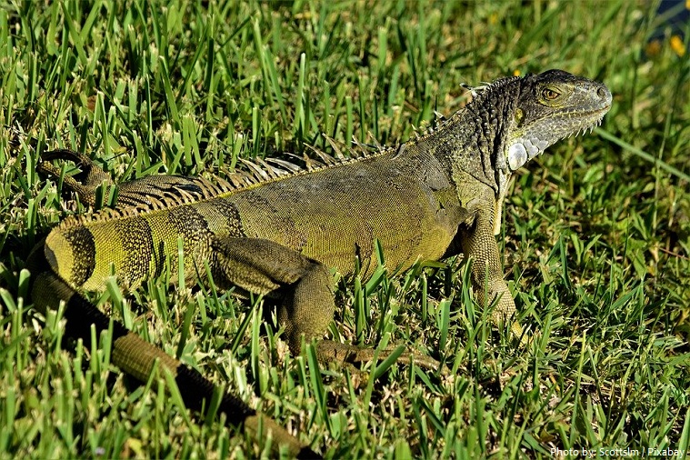 green-iguana-3