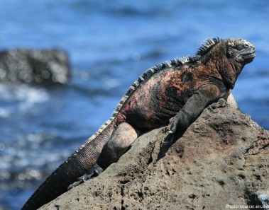 Interesting facts about marine iguanas