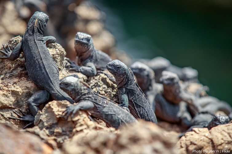 marine iguana babies