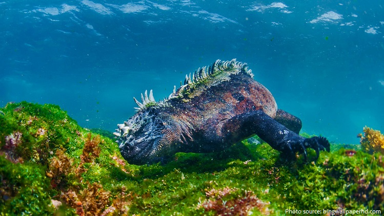 marine iguana diving