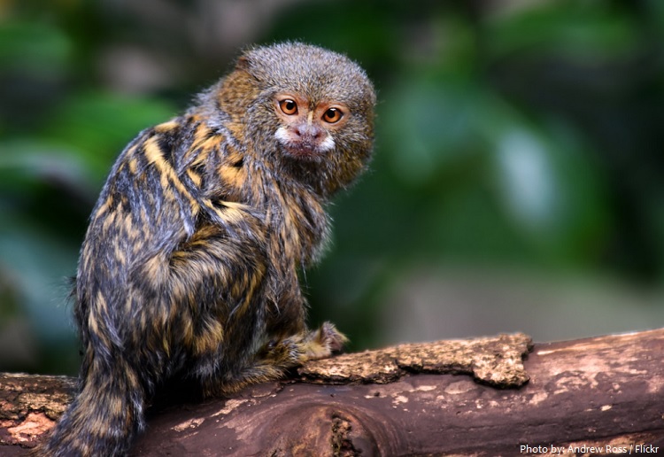 pygmy-marmoset-5