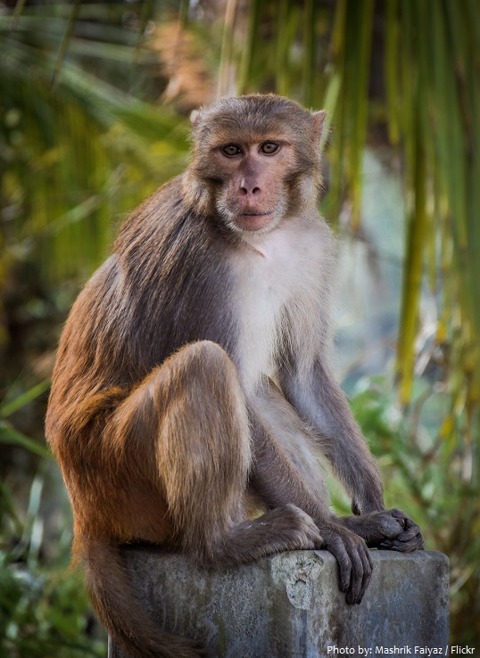 rhesus-macaque-2