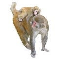 rhesus-macaque-4