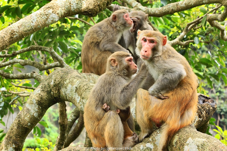 rhesus-macaques-3